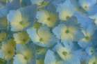 USA, Washington State, Seabeck. Close-up of blue and yellow hydrangea flowers. Art Print